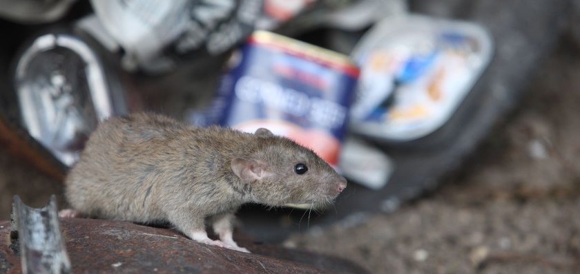 Rats in the bins call a bpca member